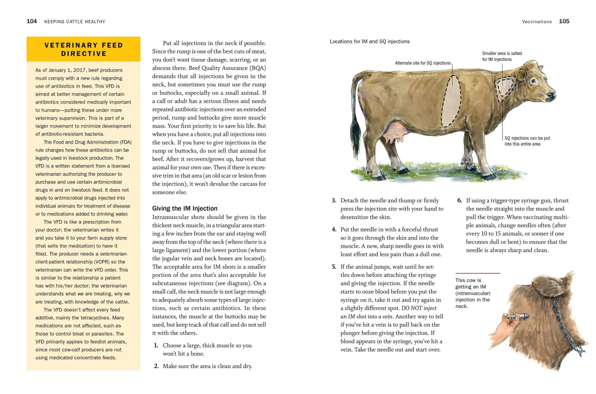 Bild: 9781635860399 | Storey's Guide to Raising Beef Cattle, 4th Edition | Thomas | Buch