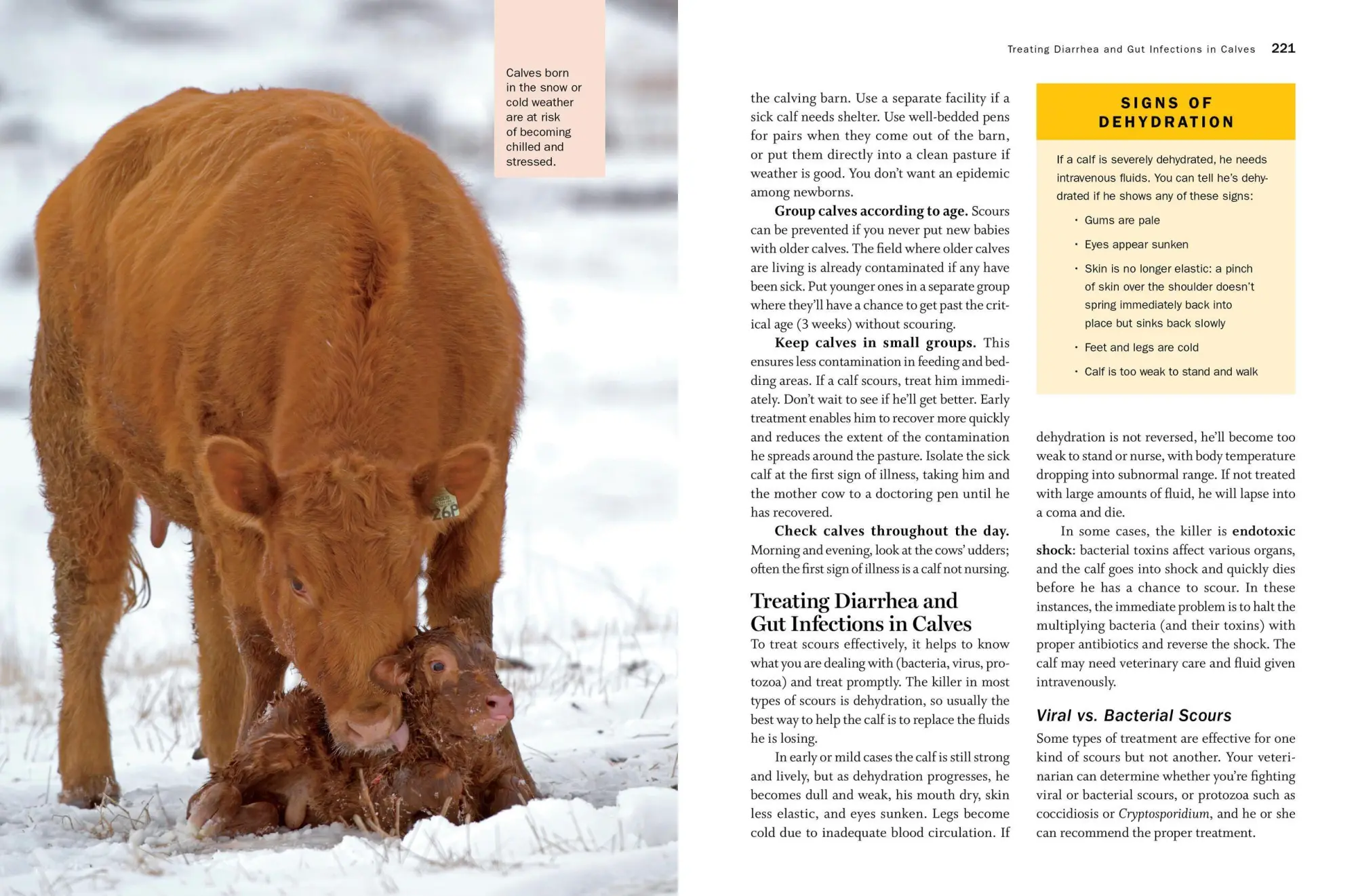Bild: 9781635860399 | Storey's Guide to Raising Beef Cattle, 4th Edition | Thomas | Buch