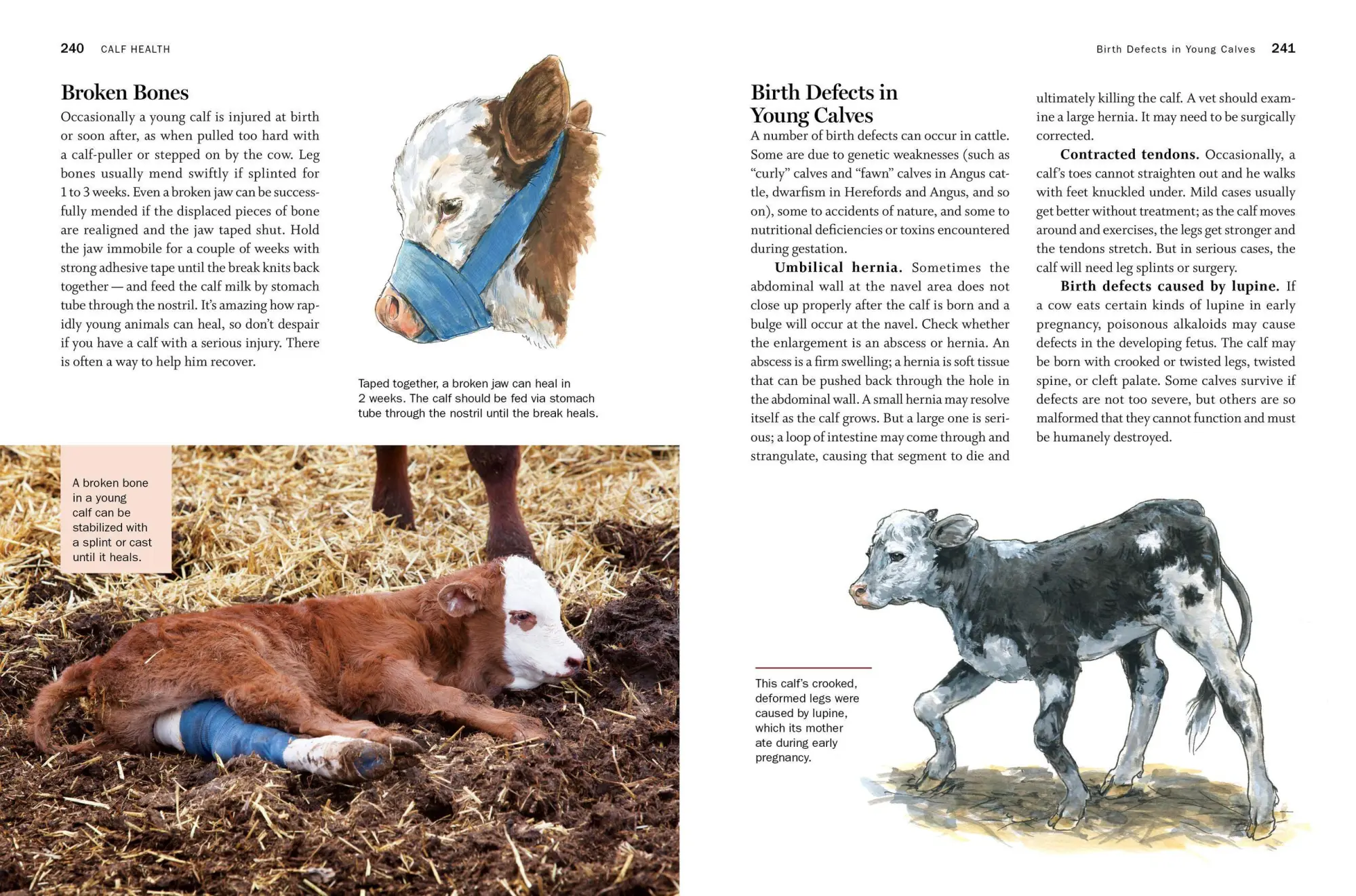 Bild: 9781635860399 | Storey's Guide to Raising Beef Cattle, 4th Edition | Thomas | Buch