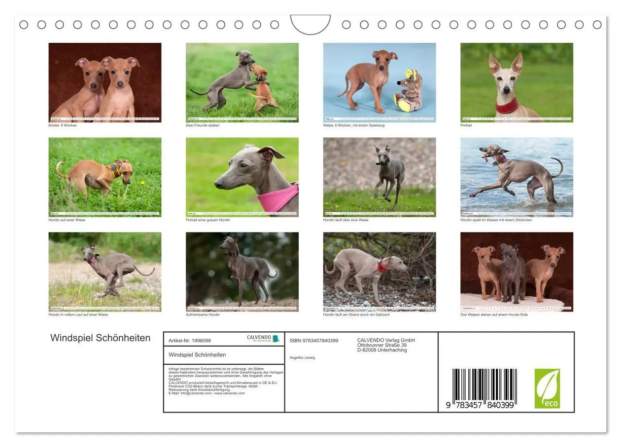 Bild: 9783457840399 | Windspiel Schönheiten (Wandkalender 2026 DIN A4 quer), CALVENDO...