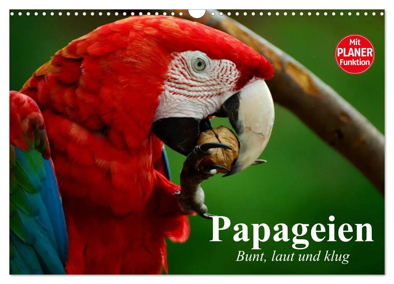 Cover: 9783516000399 | Papageien. Bunt, laut und klug (Wandkalender 2026 DIN A3 quer),...