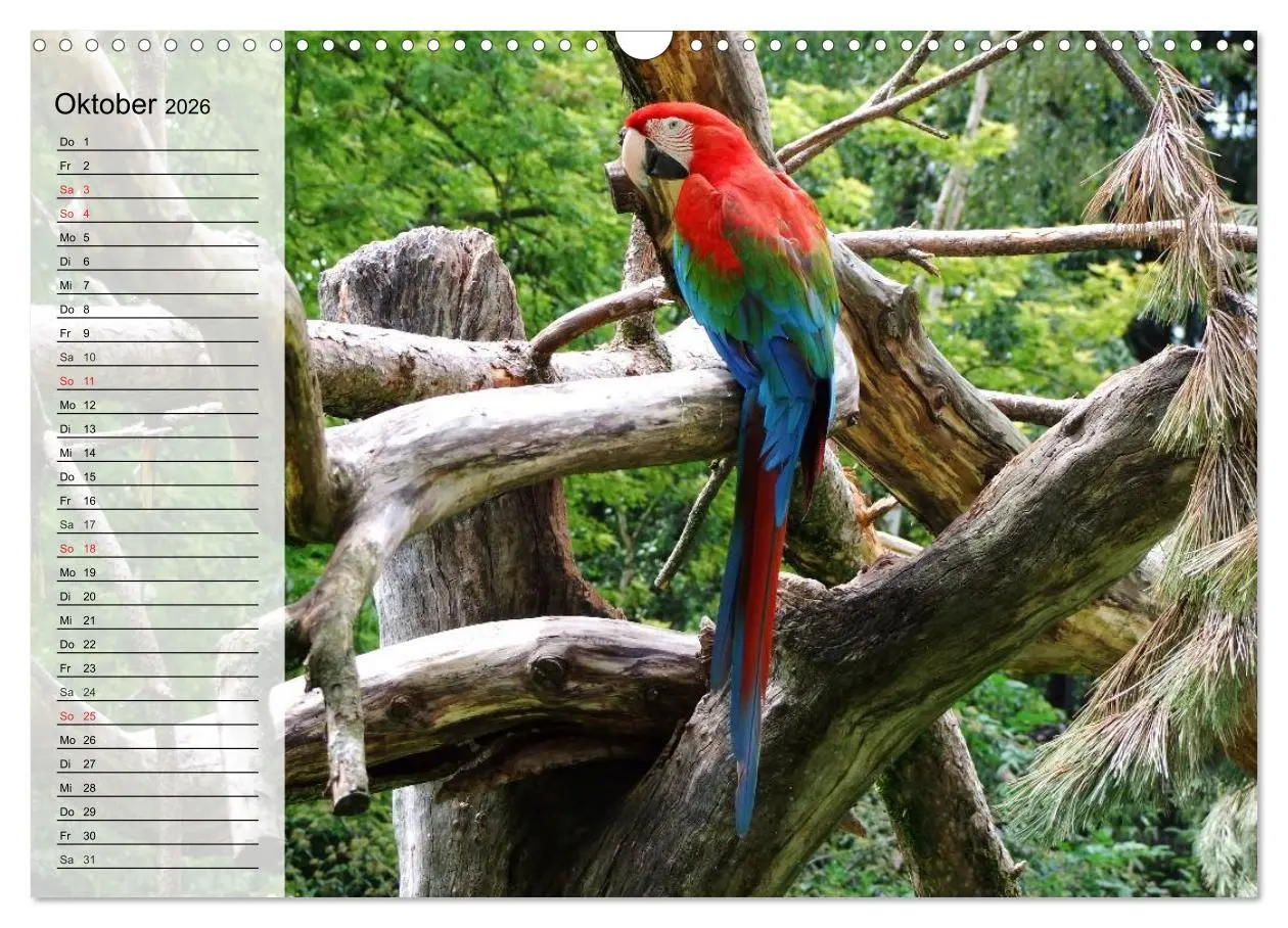 Bild: 9783516000399 | Papageien. Bunt, laut und klug (Wandkalender 2026 DIN A3 quer),...