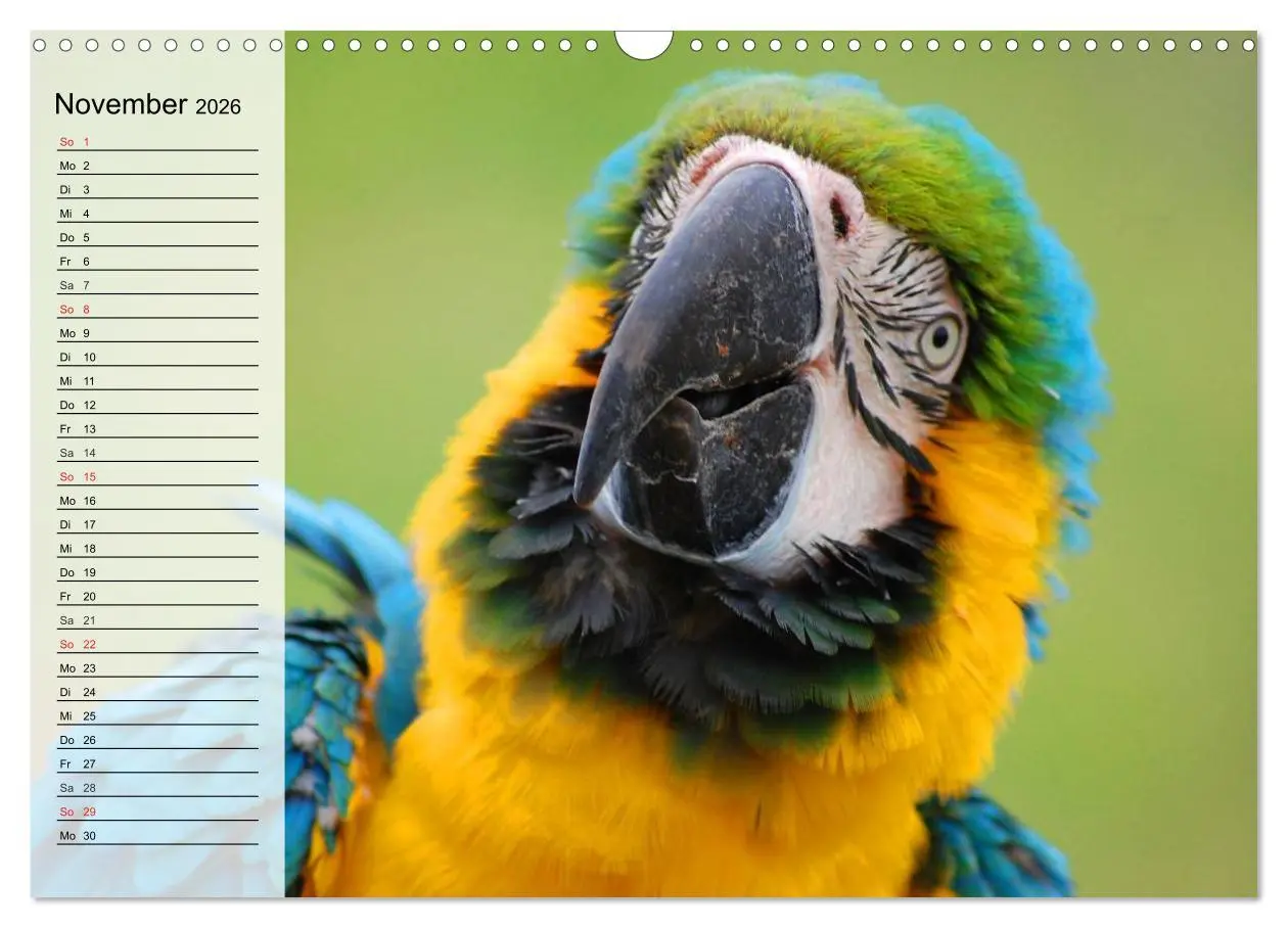 Bild: 9783516000399 | Papageien. Bunt, laut und klug (Wandkalender 2026 DIN A3 quer),...