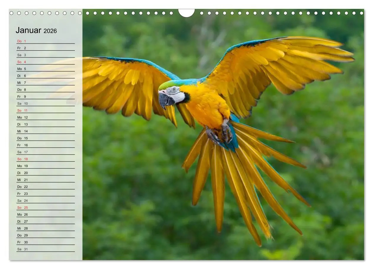 Bild: 9783516000399 | Papageien. Bunt, laut und klug (Wandkalender 2026 DIN A3 quer),...
