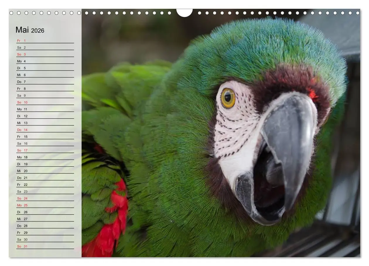 Bild: 9783516000399 | Papageien. Bunt, laut und klug (Wandkalender 2026 DIN A3 quer),...