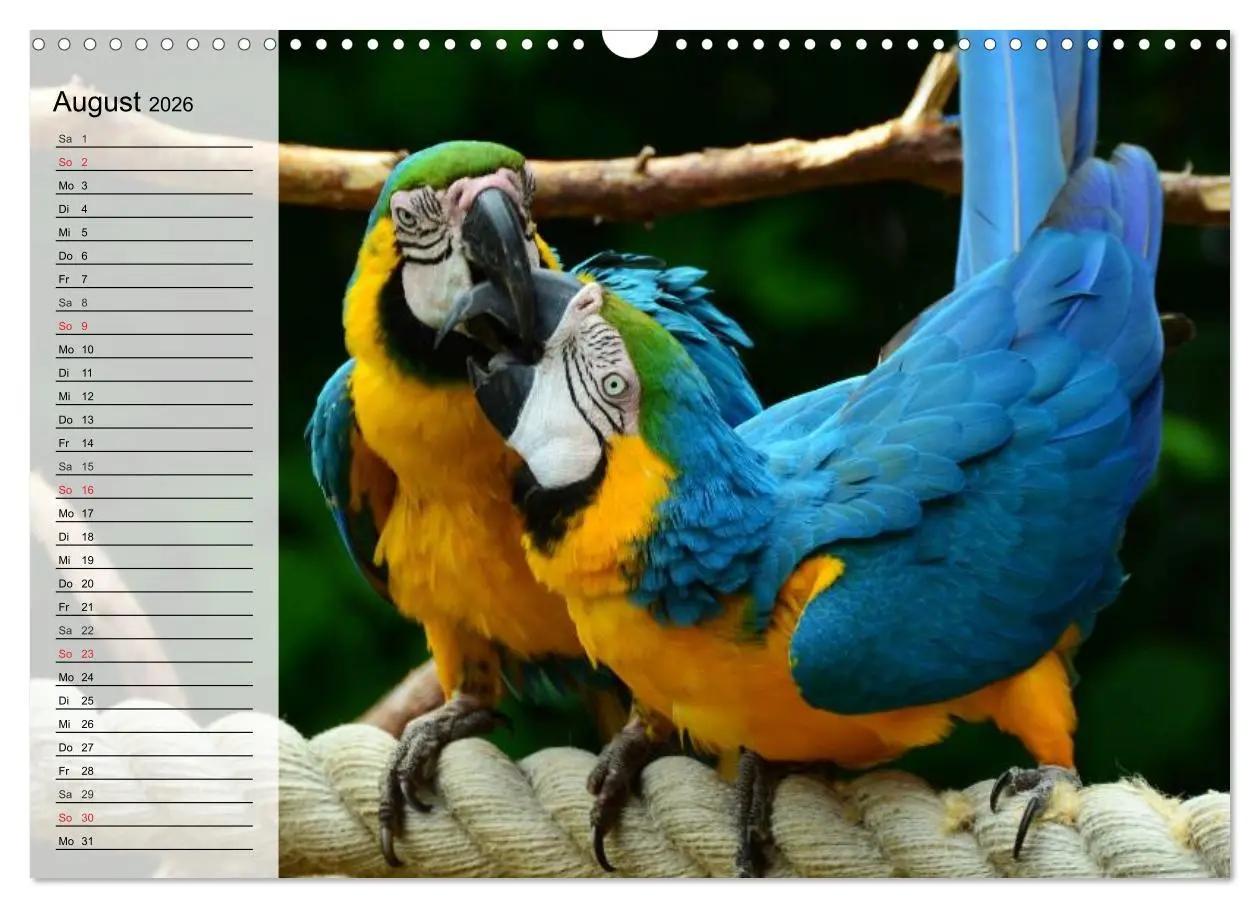 Bild: 9783516000399 | Papageien. Bunt, laut und klug (Wandkalender 2026 DIN A3 quer),...