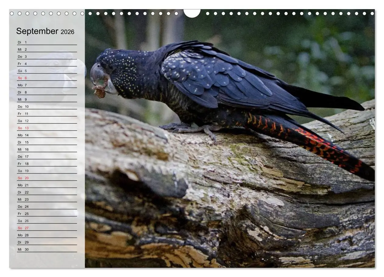 Bild: 9783516000399 | Papageien. Bunt, laut und klug (Wandkalender 2026 DIN A3 quer),...