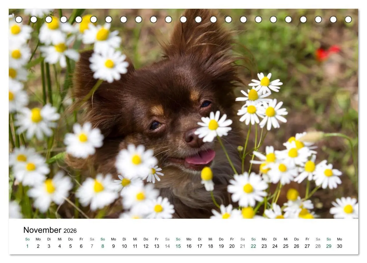 Bild: 9783516170399 | Chihuahuas - kleine Herzensbrecher (Tischkalender 2026 DIN A5...