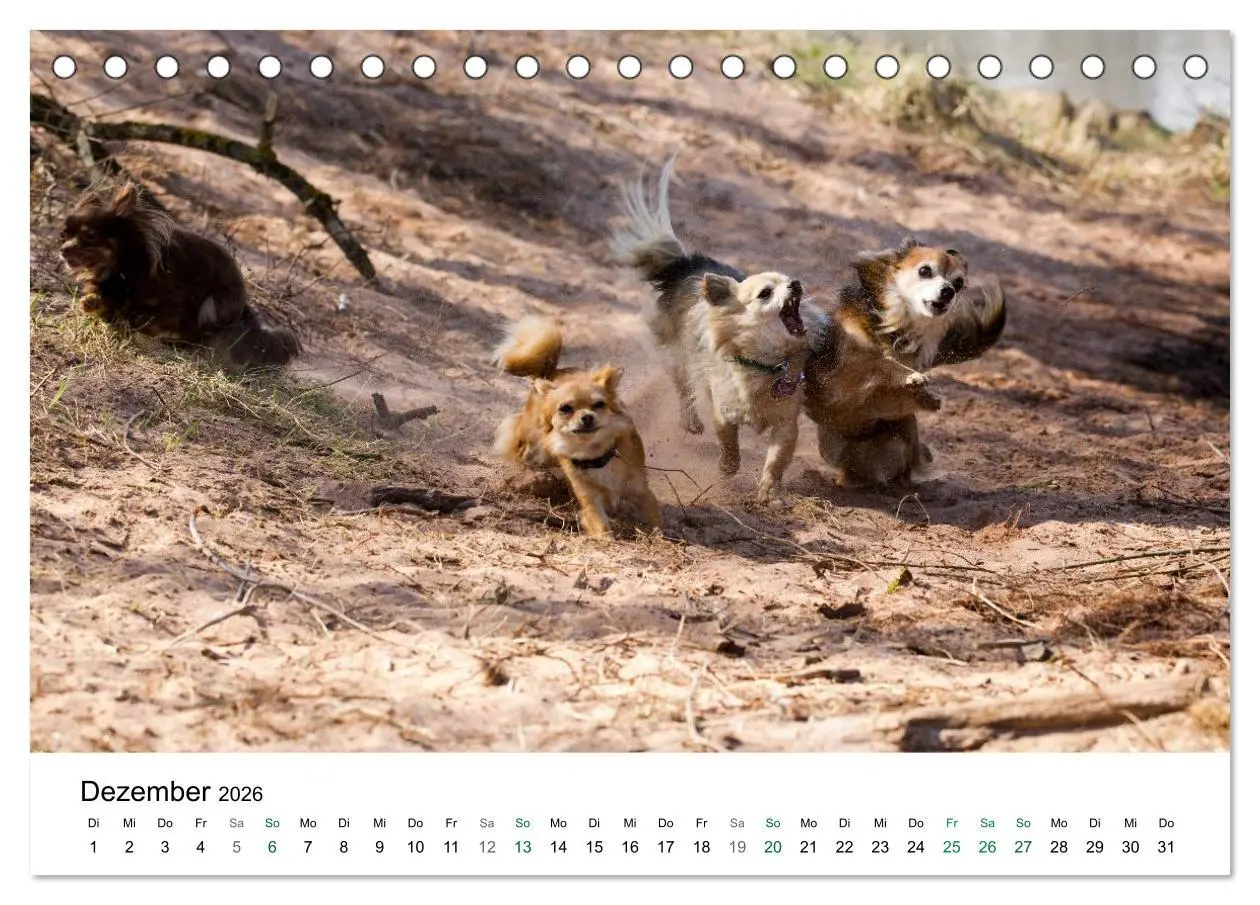Bild: 9783516170399 | Chihuahuas - kleine Herzensbrecher (Tischkalender 2026 DIN A5...
