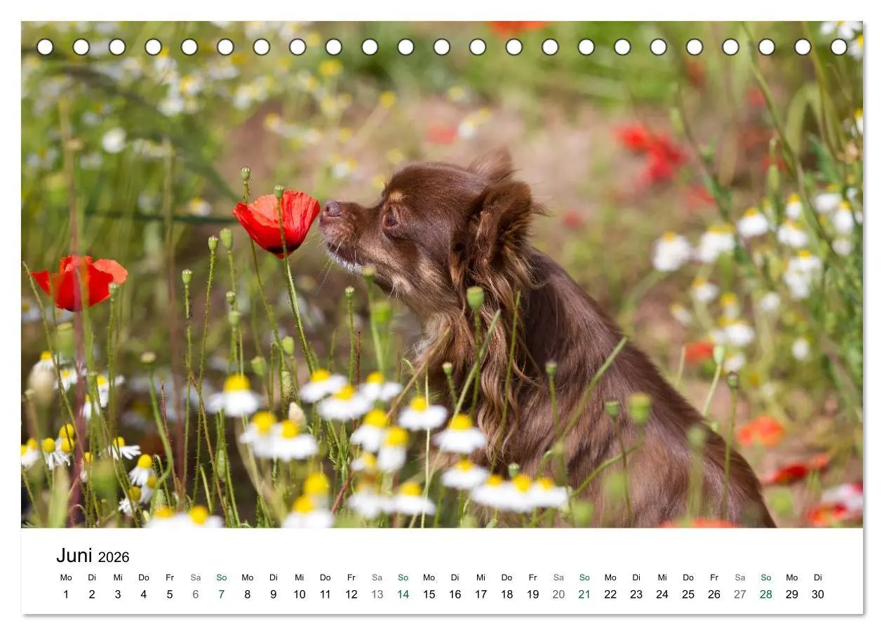 Bild: 9783516170399 | Chihuahuas - kleine Herzensbrecher (Tischkalender 2026 DIN A5...