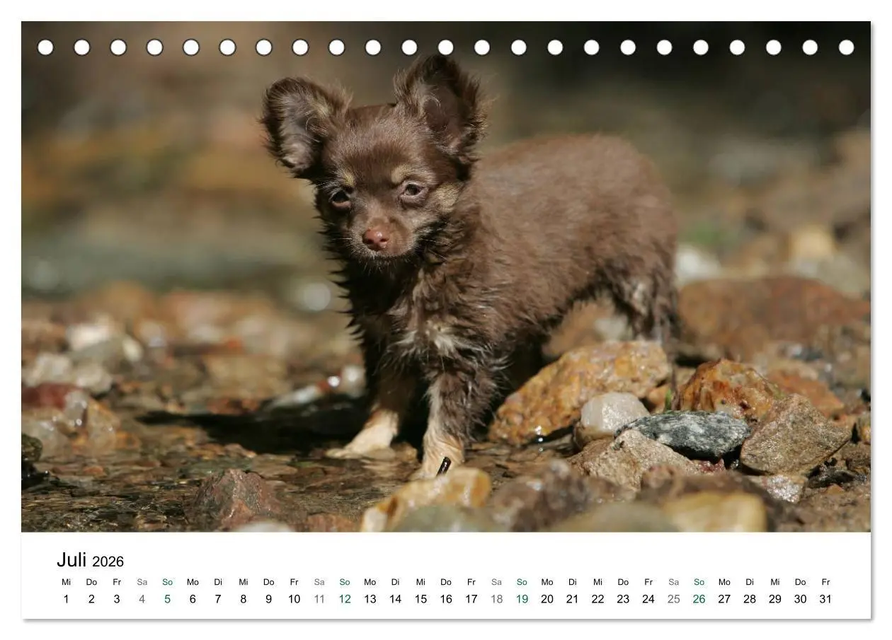Bild: 9783516170399 | Chihuahuas - kleine Herzensbrecher (Tischkalender 2026 DIN A5...