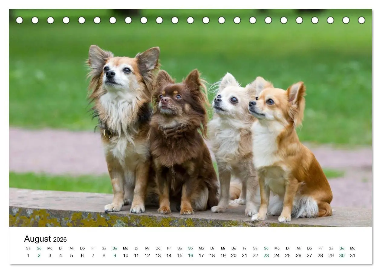 Bild: 9783516170399 | Chihuahuas - kleine Herzensbrecher (Tischkalender 2026 DIN A5...