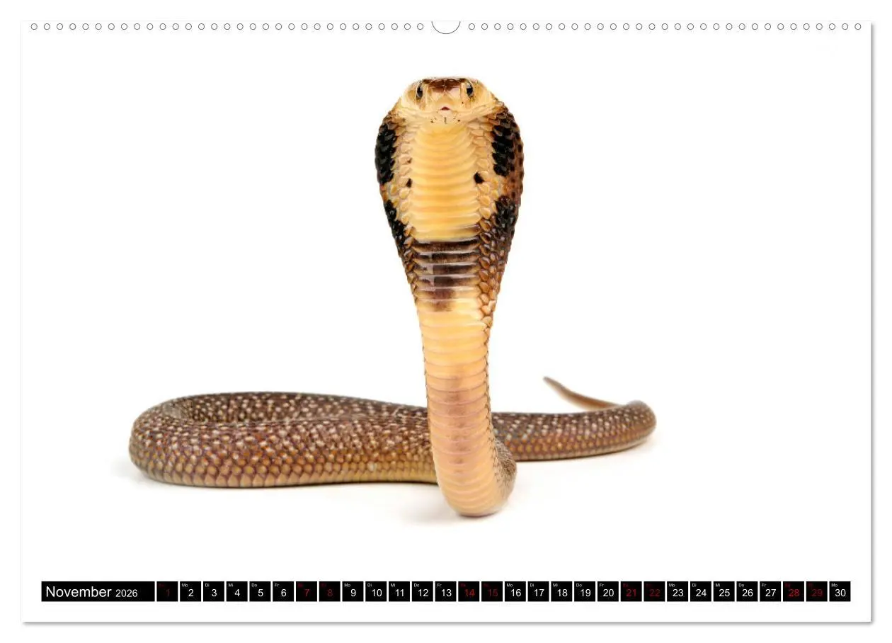 Bild: 9783457750599 | Amphibien und Reptilien (hochwertiger Premium Wandkalender 2026 DIN...