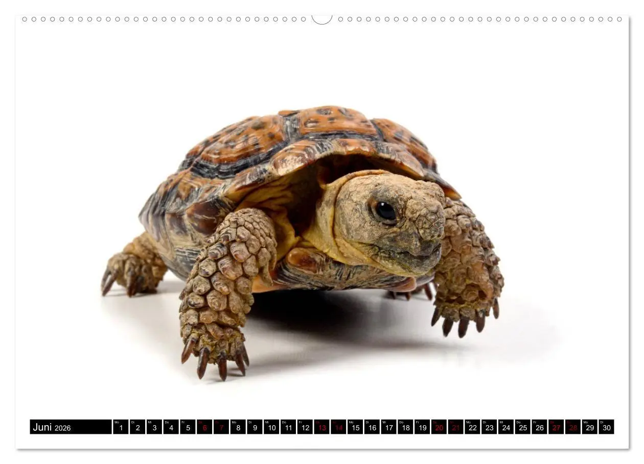 Bild: 9783457750599 | Amphibien und Reptilien (hochwertiger Premium Wandkalender 2026 DIN...