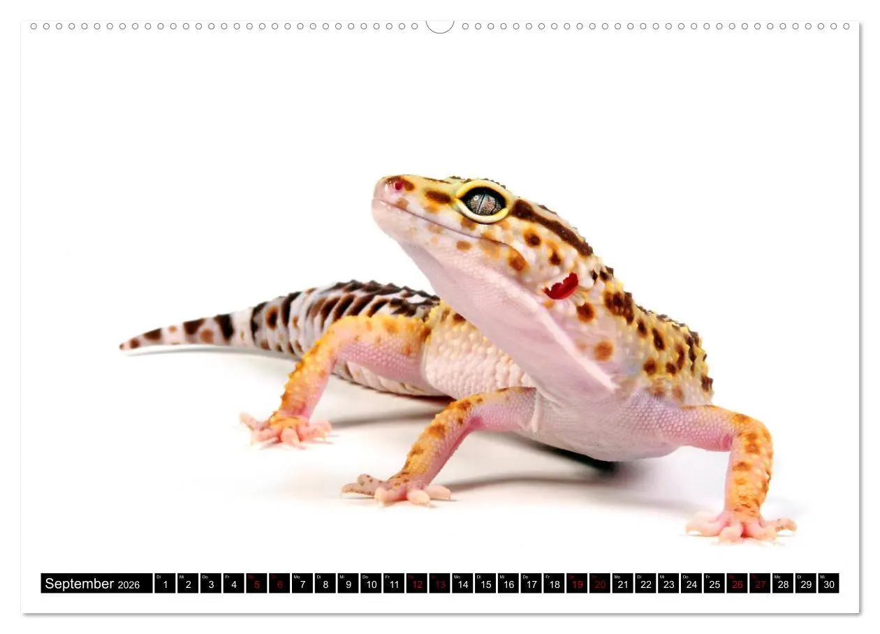 Bild: 9783457750599 | Amphibien und Reptilien (hochwertiger Premium Wandkalender 2026 DIN...