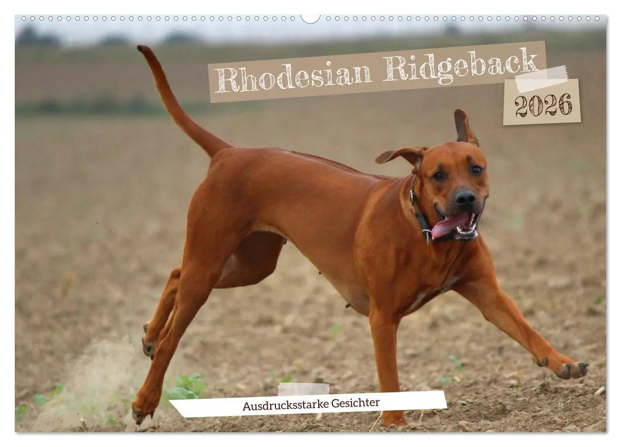 Cover: 9783457590799 | Rhodesian Ridgeback - Ausdrucksstarke Gesichter (Wandkalender 2026...