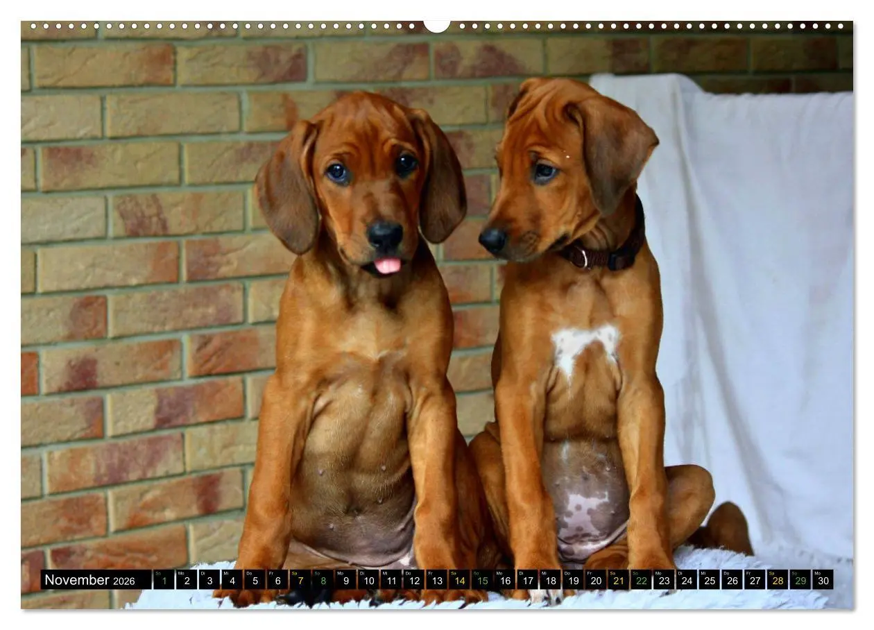 Bild: 9783457590799 | Rhodesian Ridgeback - Ausdrucksstarke Gesichter (Wandkalender 2026...