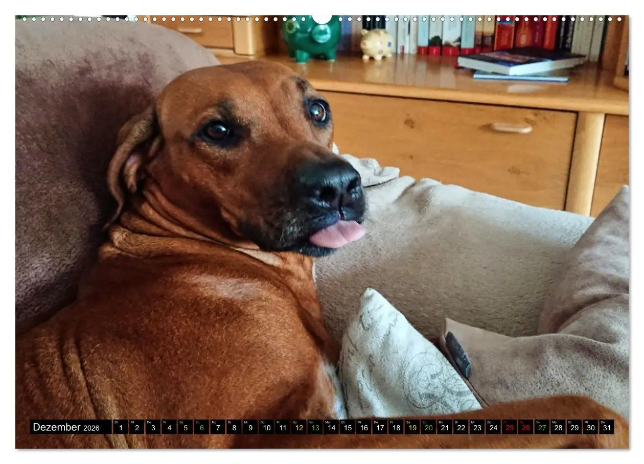 Bild: 9783457590799 | Rhodesian Ridgeback - Ausdrucksstarke Gesichter (Wandkalender 2026...