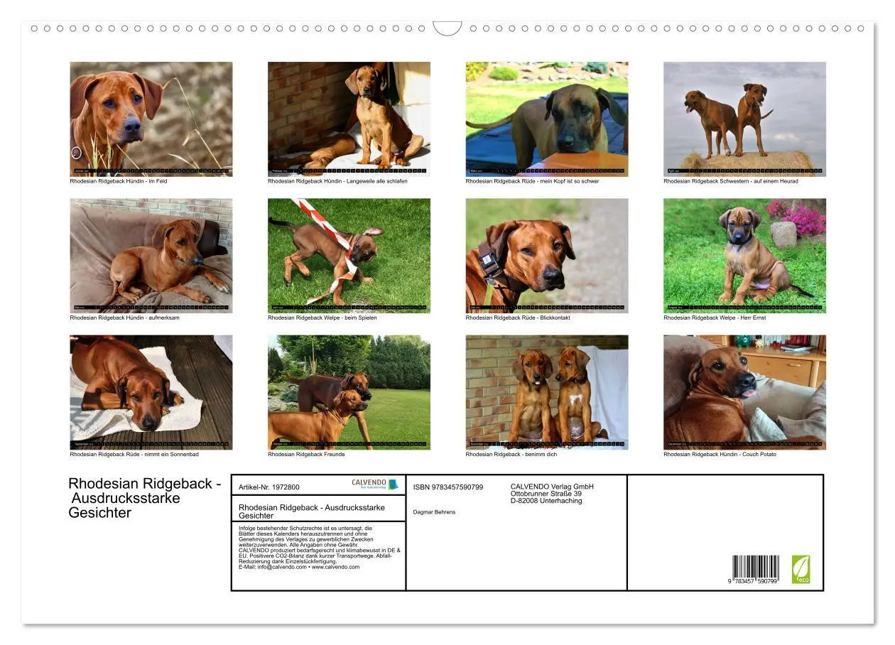 Bild: 9783457590799 | Rhodesian Ridgeback - Ausdrucksstarke Gesichter (Wandkalender 2026...