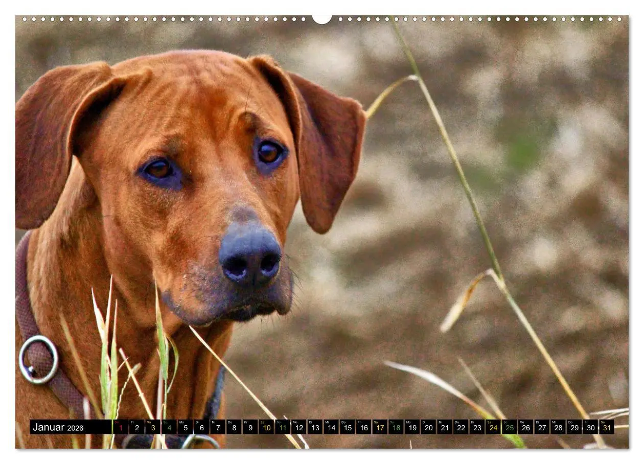 Bild: 9783457590799 | Rhodesian Ridgeback - Ausdrucksstarke Gesichter (Wandkalender 2026...