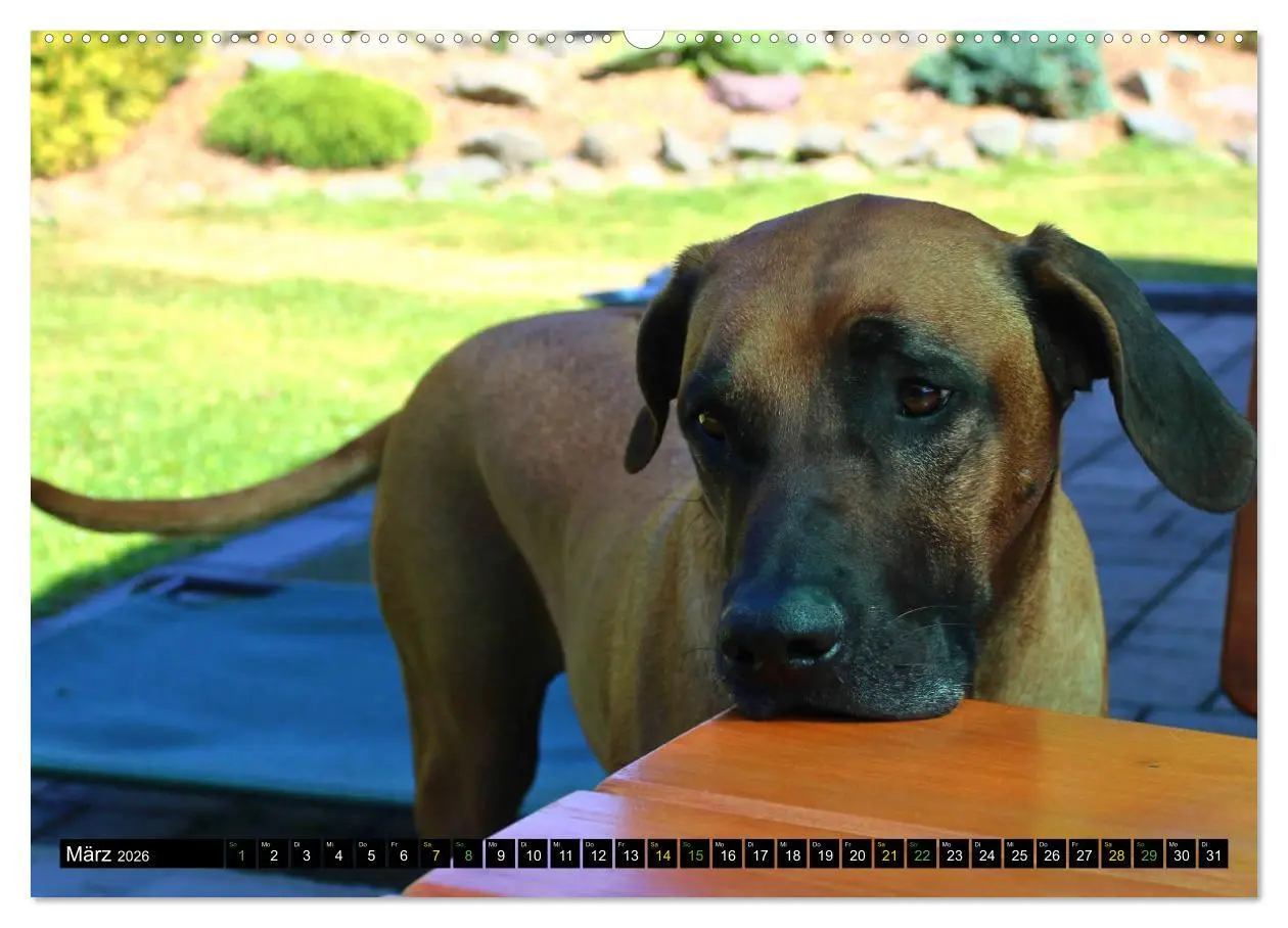 Bild: 9783457590799 | Rhodesian Ridgeback - Ausdrucksstarke Gesichter (Wandkalender 2026...
