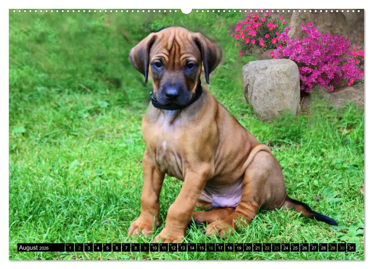 Bild: 9783457590799 | Rhodesian Ridgeback - Ausdrucksstarke Gesichter (Wandkalender 2026...
