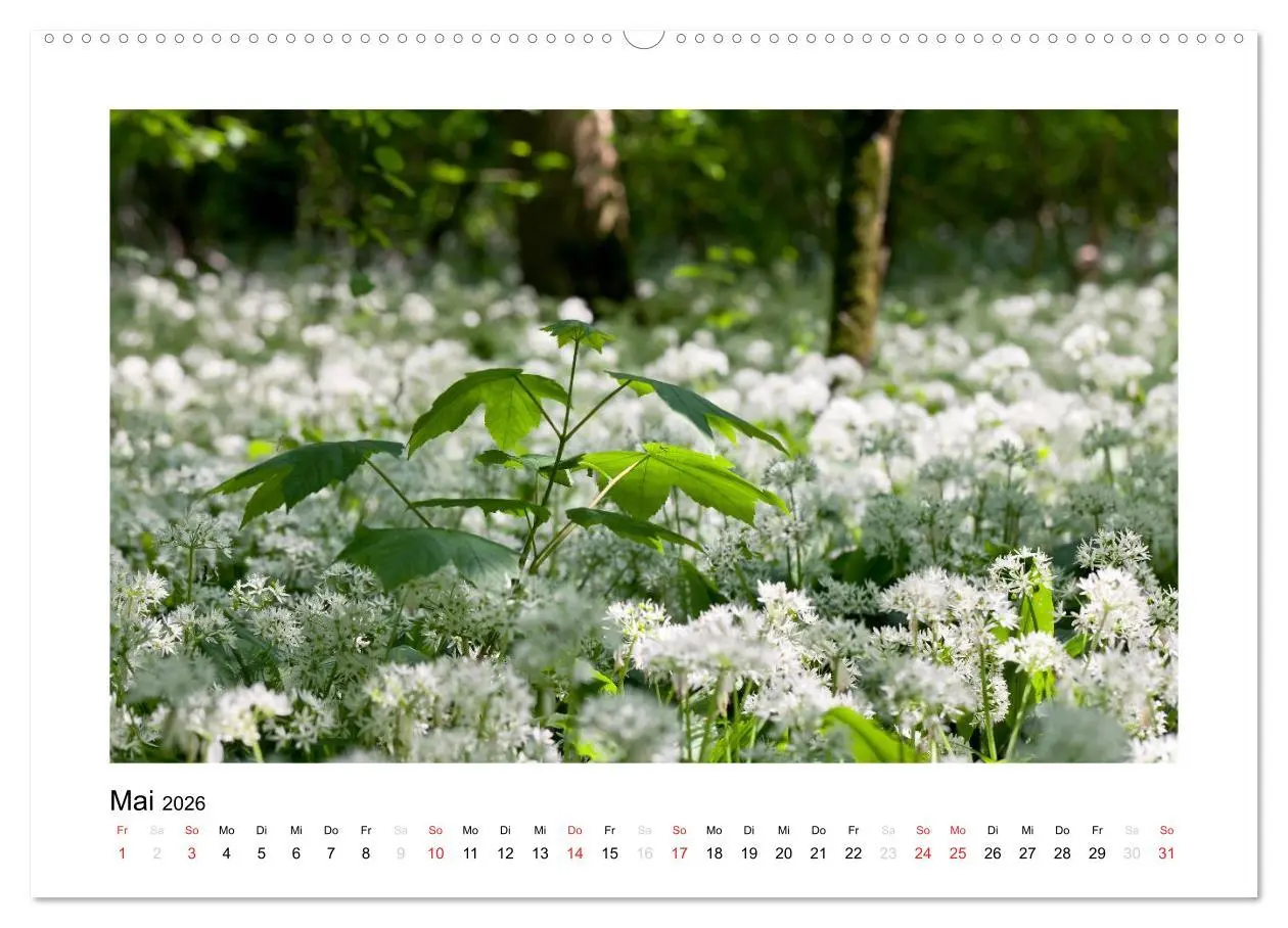 Bild: 9783516200799 | Schwarzwald 2026 (Wandkalender 2026 DIN A2 quer), CALVENDO...