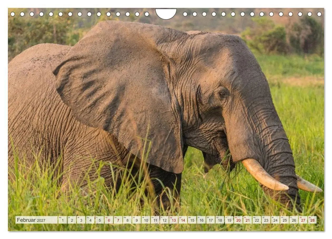 Bild: 9783569390799 | Uganda - ein Land der Vielfalt (Wandkalender 2027 DIN A4 quer),...