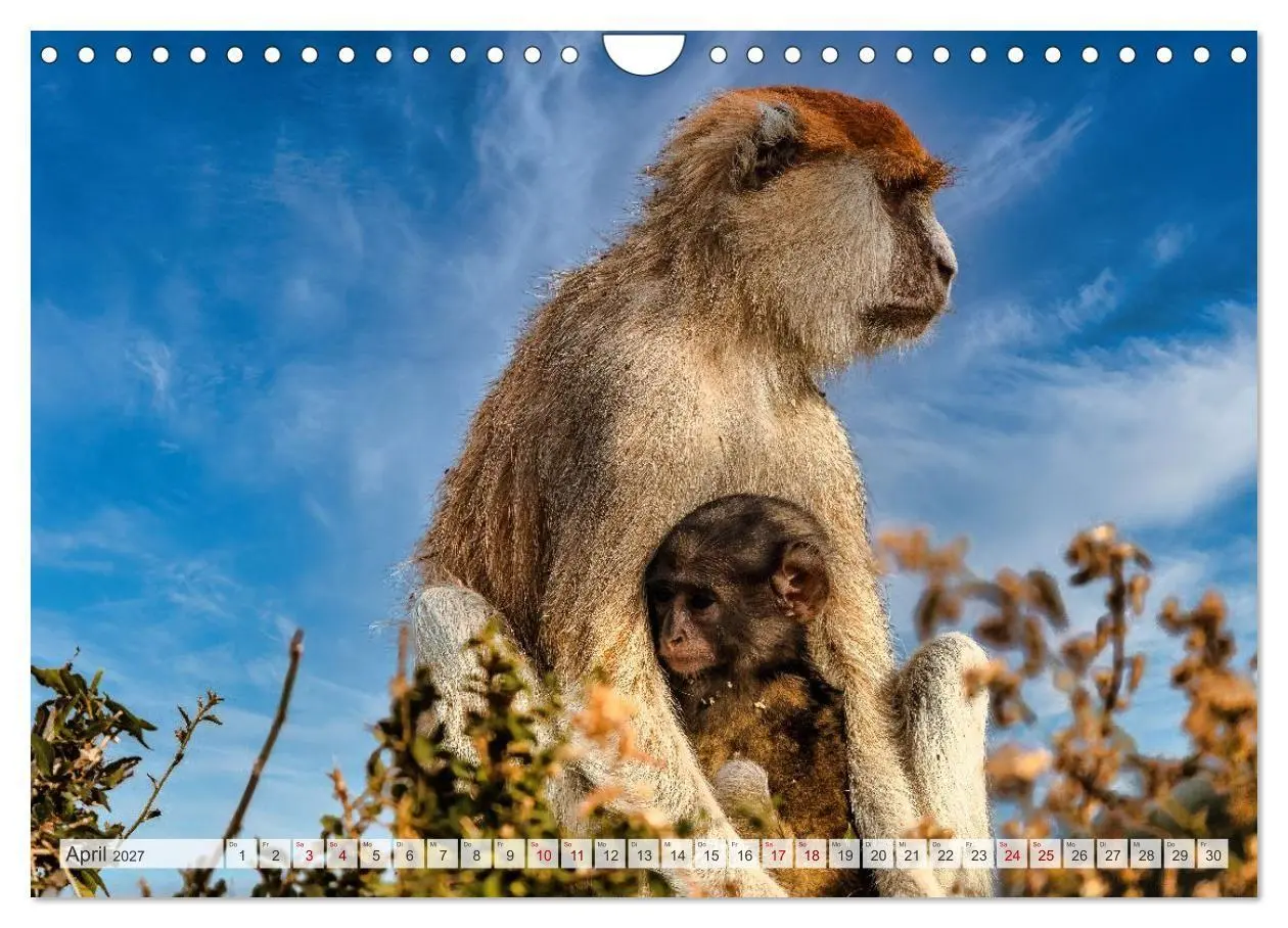 Bild: 9783569390799 | Uganda - ein Land der Vielfalt (Wandkalender 2027 DIN A4 quer),...