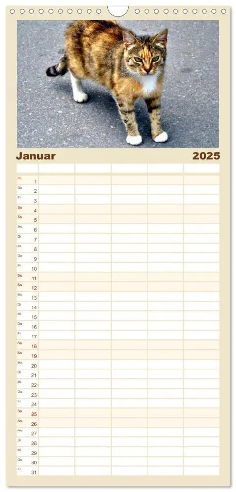 Bild: 9783457100899 | Familienplaner 2025 - Katzen in Cranz mit 5 Spalten (Wandkalender,...
