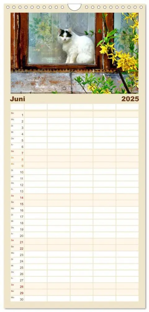 Bild: 9783457100899 | Familienplaner 2025 - Katzen in Cranz mit 5 Spalten (Wandkalender,...