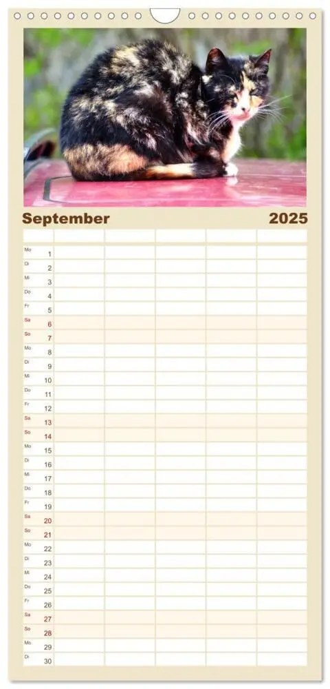 Bild: 9783457100899 | Familienplaner 2025 - Katzen in Cranz mit 5 Spalten (Wandkalender,...