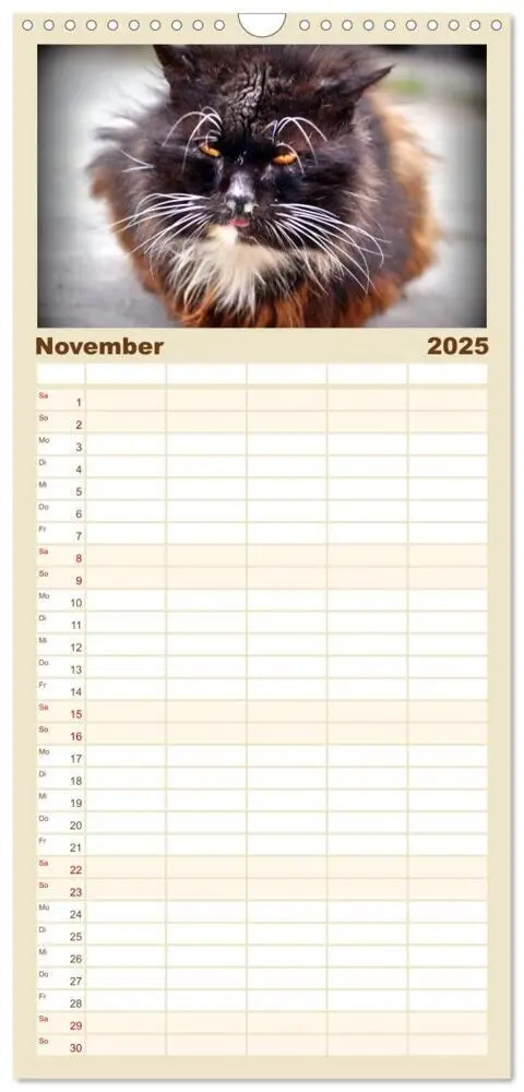 Bild: 9783457100899 | Familienplaner 2025 - Katzen in Cranz mit 5 Spalten (Wandkalender,...