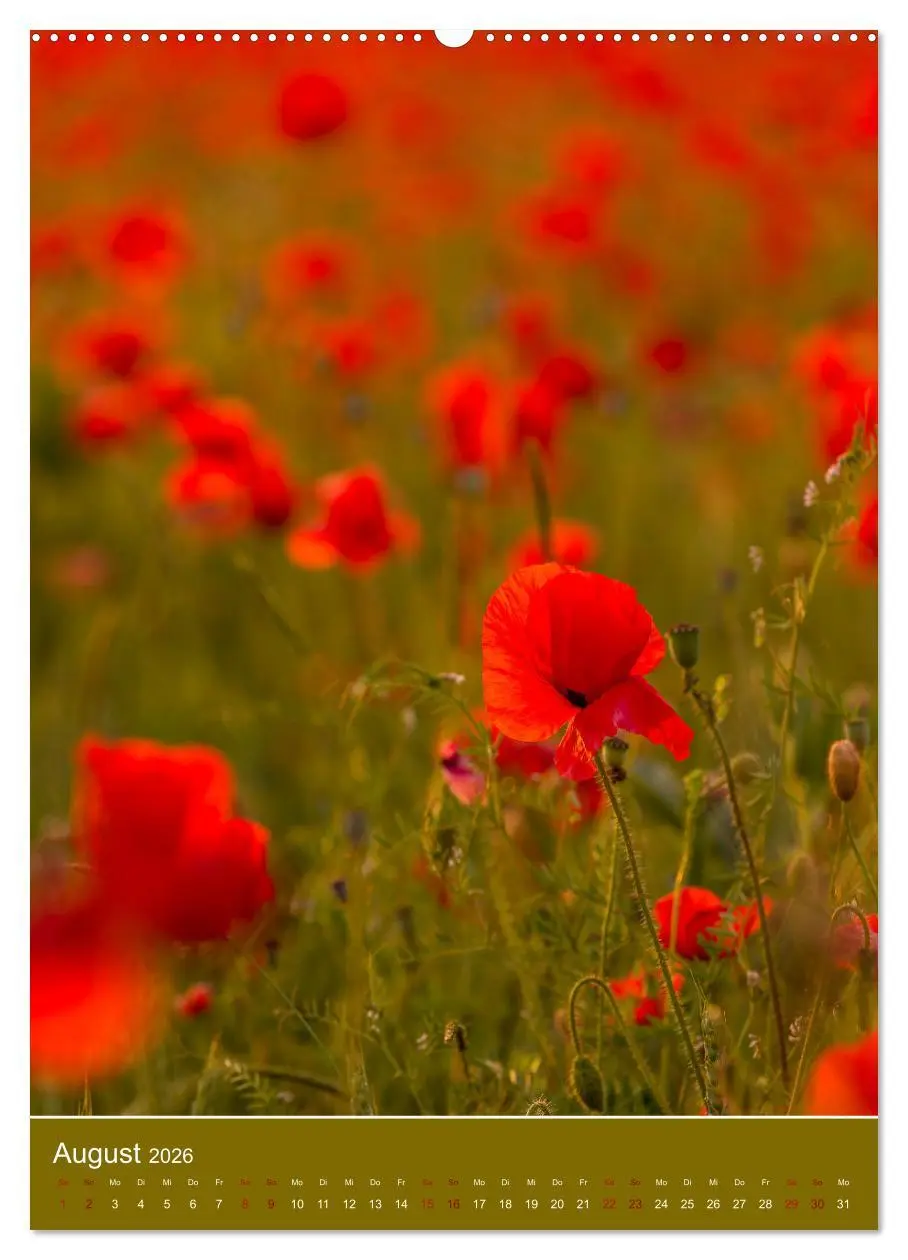 Bild: 9783516360899 | Mohnblumen - kraftvoll und zart (Wandkalender 2026 DIN A2 hoch),...