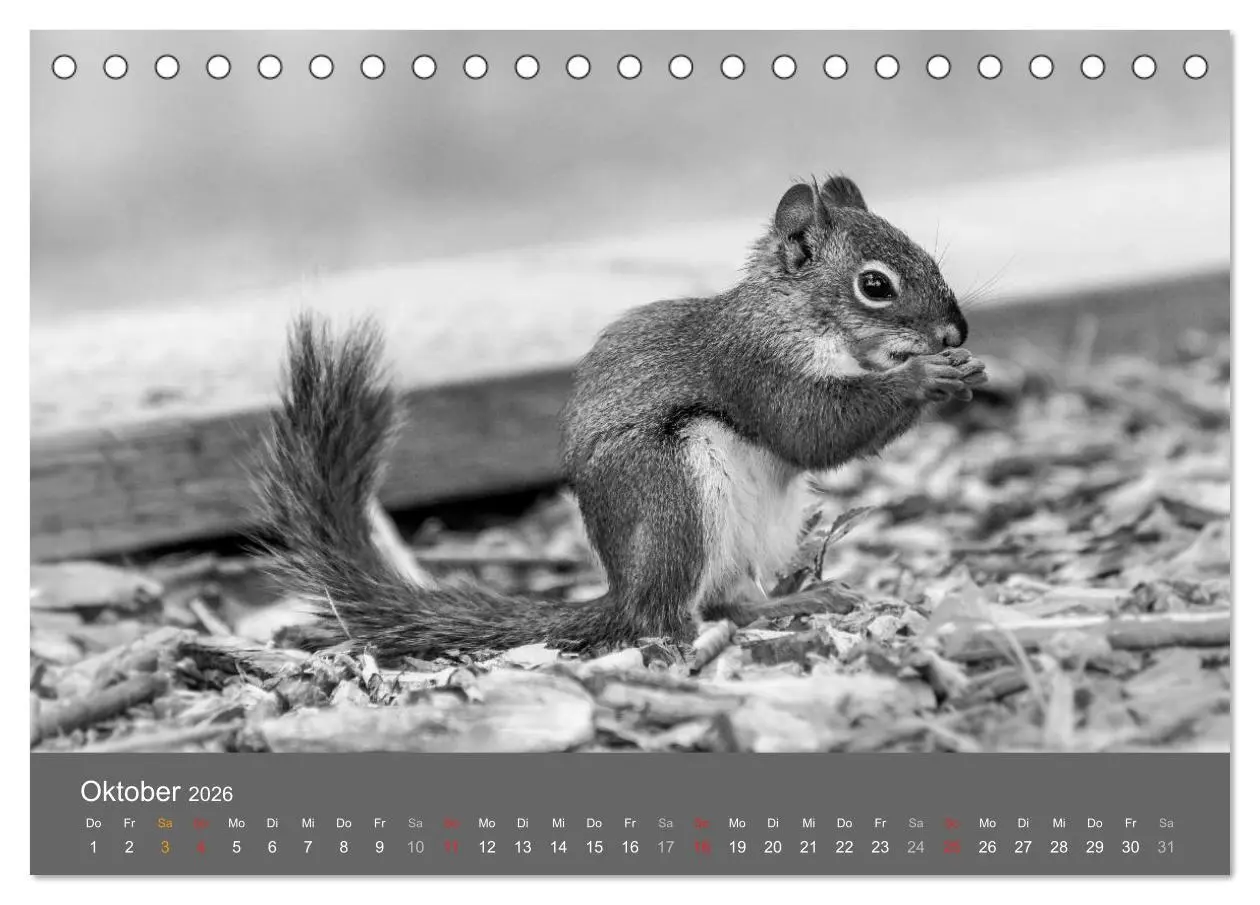 Bild: 9783457950999 | Tierische Augenblicke in Schwarz-Weiß (Tischkalender 2026 DIN A5...