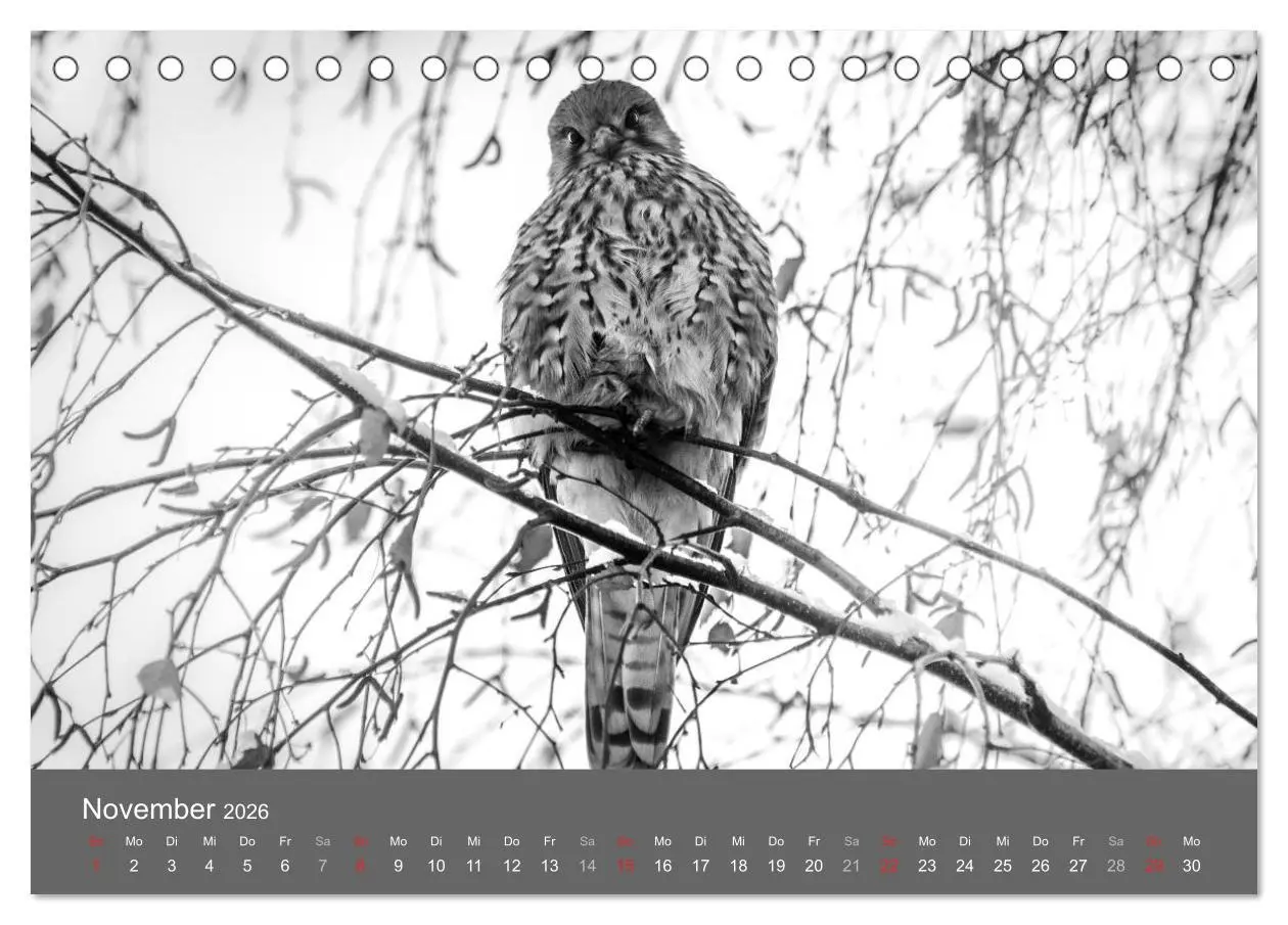 Bild: 9783457950999 | Tierische Augenblicke in Schwarz-Weiß (Tischkalender 2026 DIN A5...