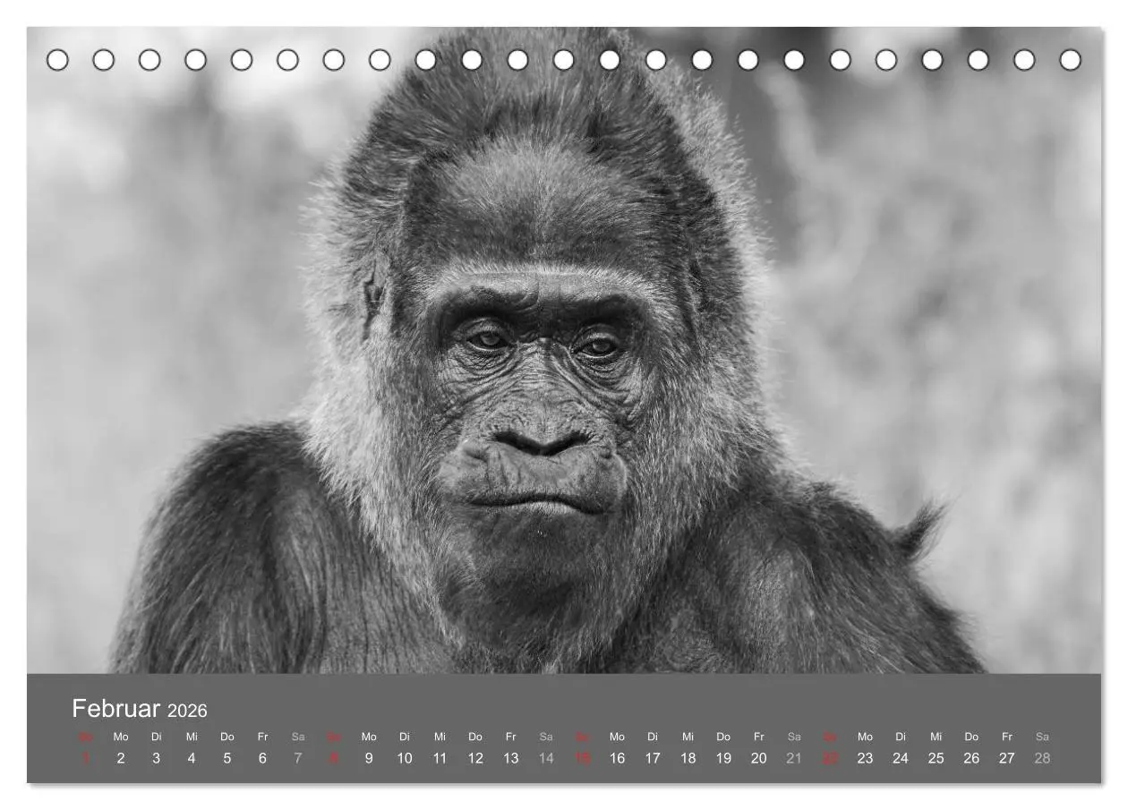 Bild: 9783457950999 | Tierische Augenblicke in Schwarz-Weiß (Tischkalender 2026 DIN A5...