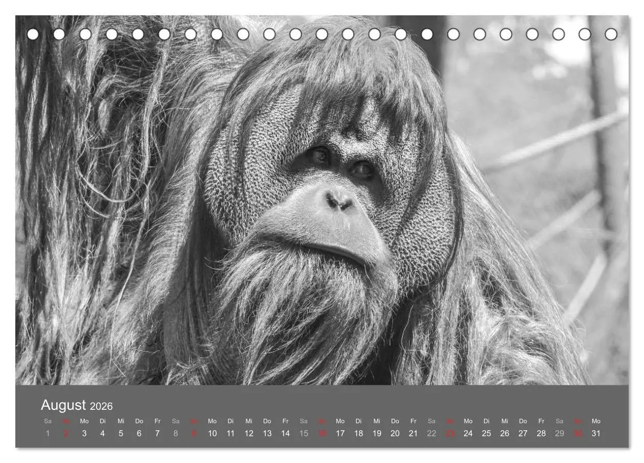 Bild: 9783457950999 | Tierische Augenblicke in Schwarz-Weiß (Tischkalender 2026 DIN A5...