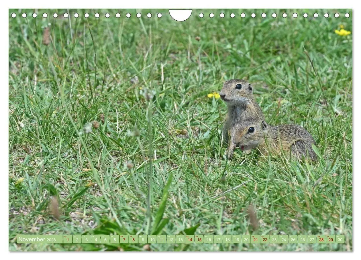 Bild: 9783516730999 | Ziesel im Burgenland (Wandkalender 2026 DIN A4 quer), CALVENDO...