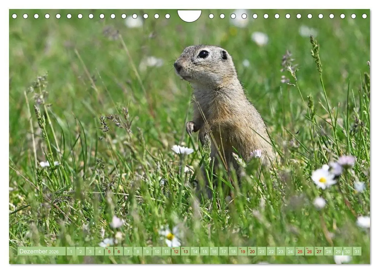 Bild: 9783516730999 | Ziesel im Burgenland (Wandkalender 2026 DIN A4 quer), CALVENDO...