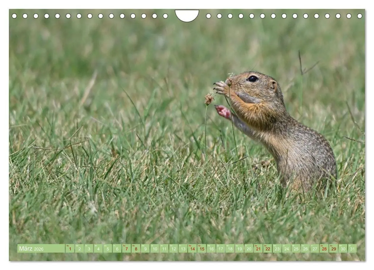 Bild: 9783516730999 | Ziesel im Burgenland (Wandkalender 2026 DIN A4 quer), CALVENDO...