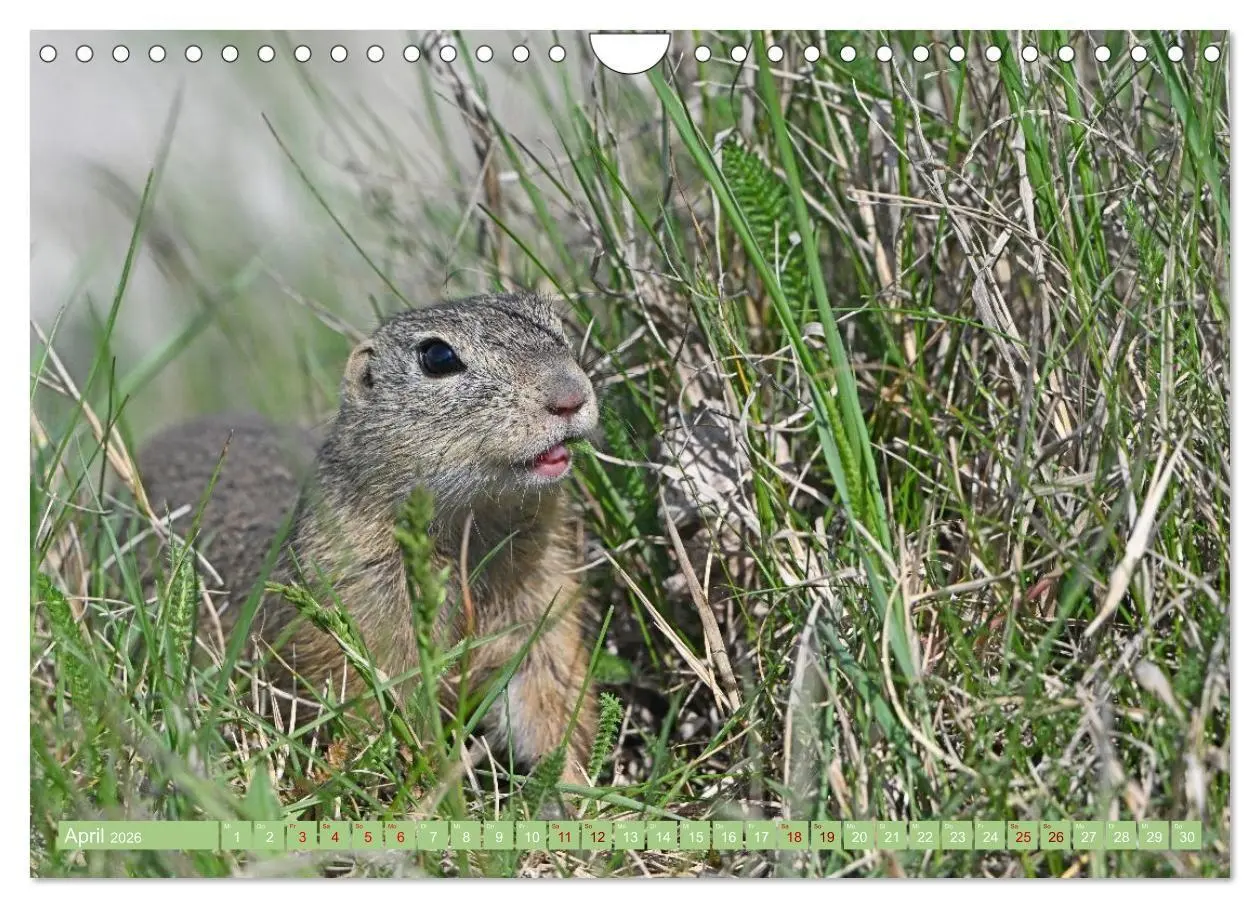 Bild: 9783516730999 | Ziesel im Burgenland (Wandkalender 2026 DIN A4 quer), CALVENDO...