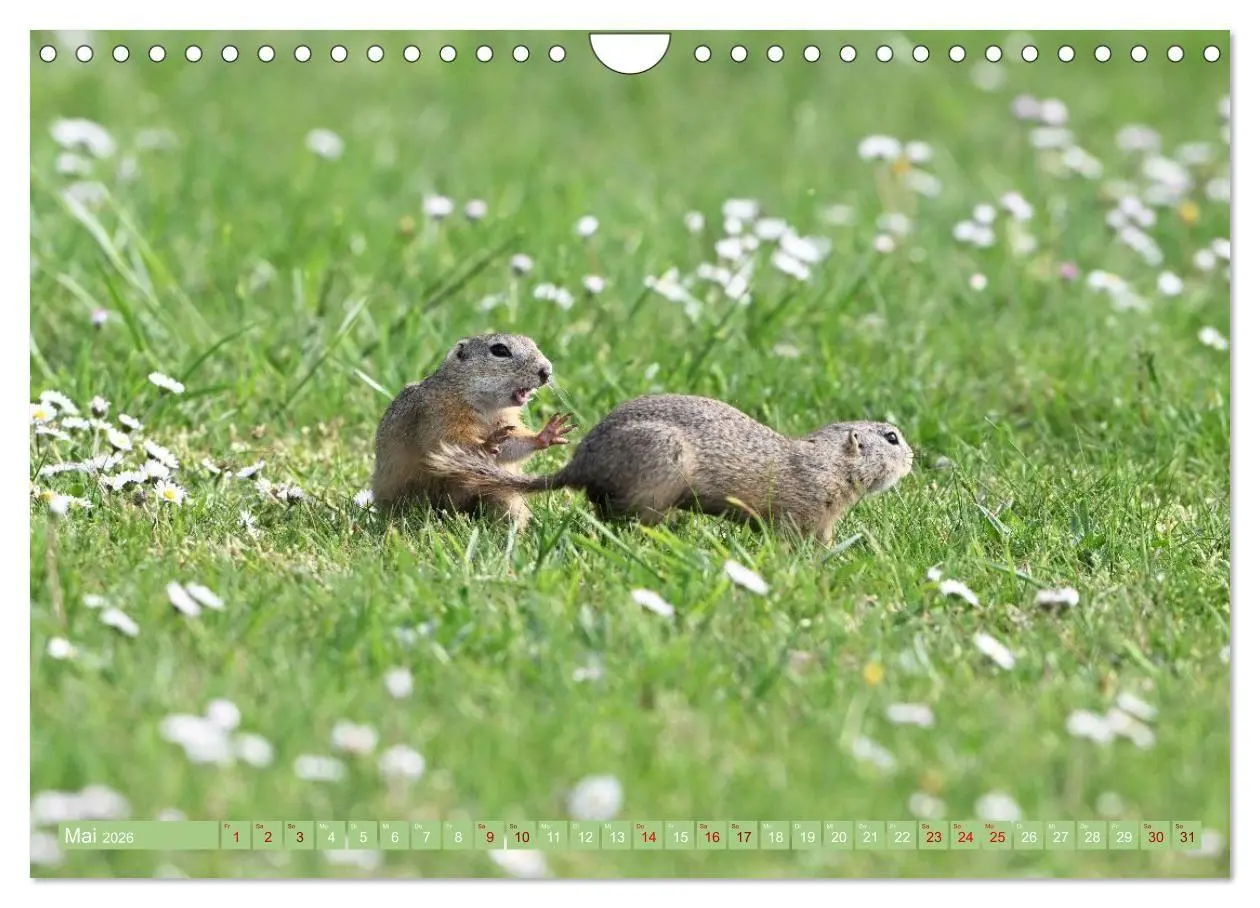 Bild: 9783516730999 | Ziesel im Burgenland (Wandkalender 2026 DIN A4 quer), CALVENDO...