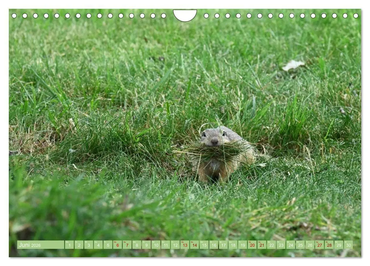 Bild: 9783516730999 | Ziesel im Burgenland (Wandkalender 2026 DIN A4 quer), CALVENDO...
