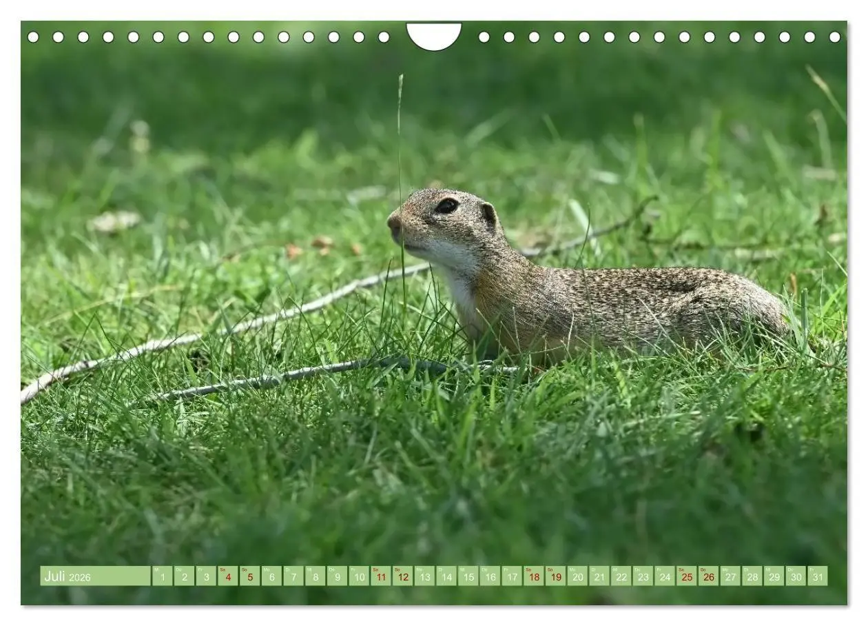 Bild: 9783516730999 | Ziesel im Burgenland (Wandkalender 2026 DIN A4 quer), CALVENDO...