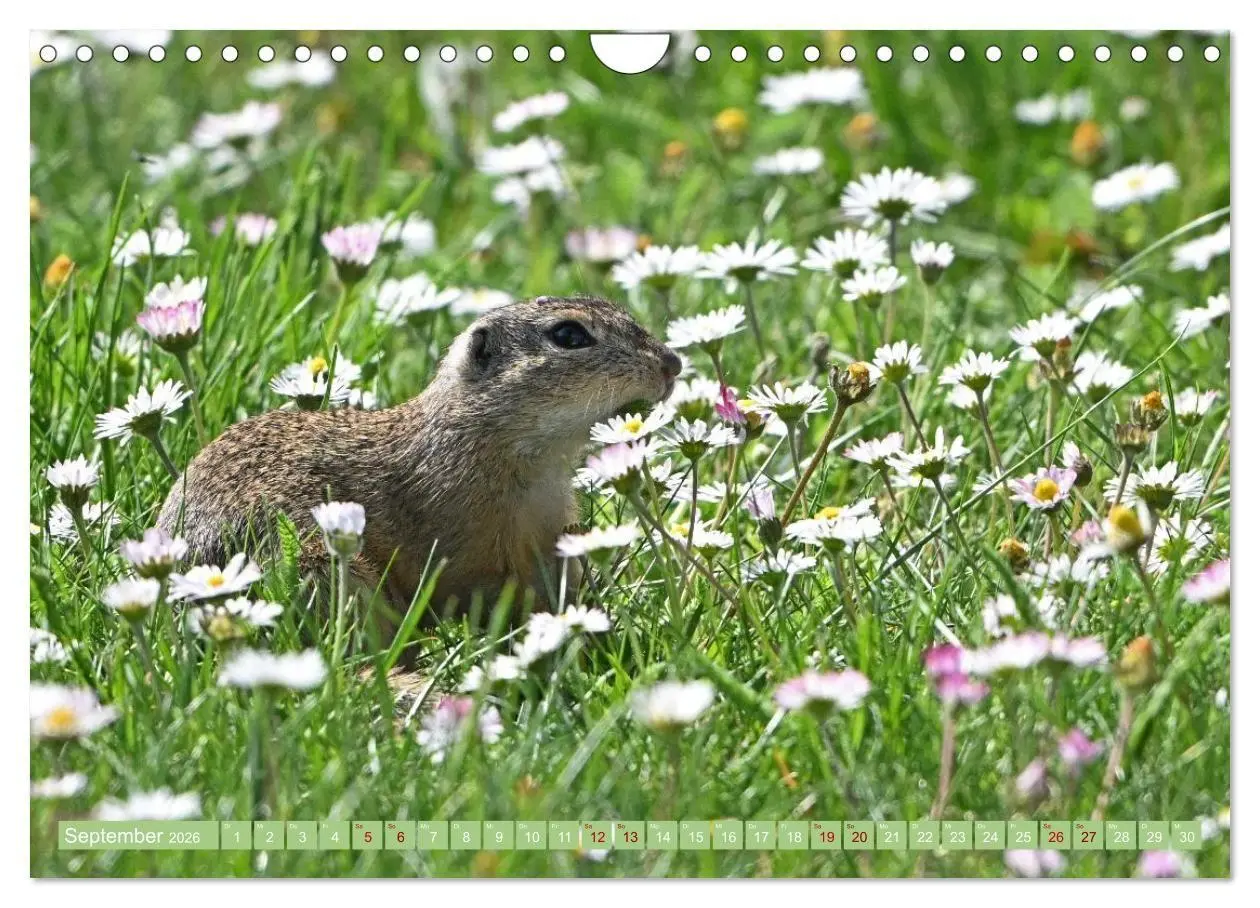 Bild: 9783516730999 | Ziesel im Burgenland (Wandkalender 2026 DIN A4 quer), CALVENDO...