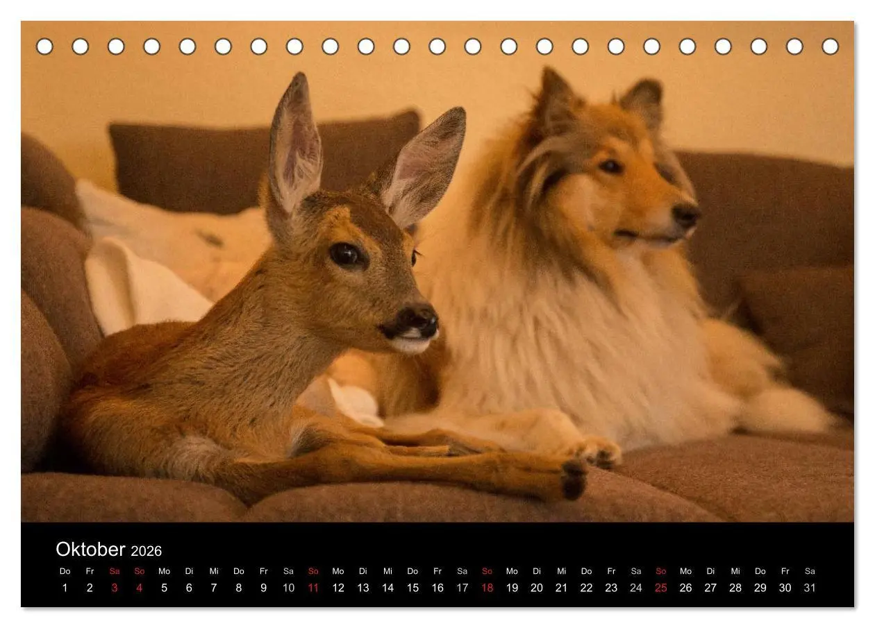 Bild: 9783516001099 | Ziva und ihre Freunde (Tischkalender 2026 DIN A5 quer), CALVENDO...