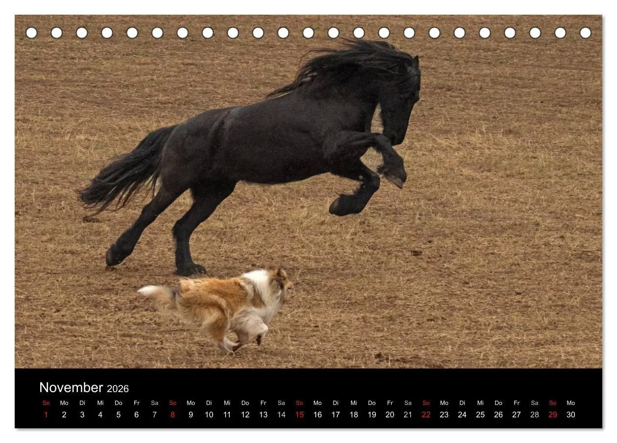 Bild: 9783516001099 | Ziva und ihre Freunde (Tischkalender 2026 DIN A5 quer), CALVENDO...