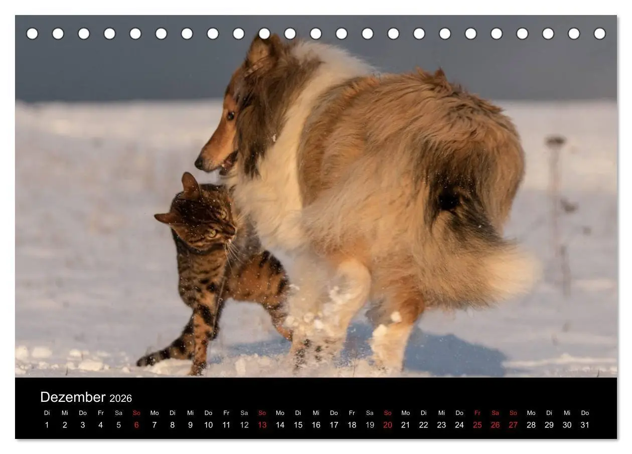 Bild: 9783516001099 | Ziva und ihre Freunde (Tischkalender 2026 DIN A5 quer), CALVENDO...