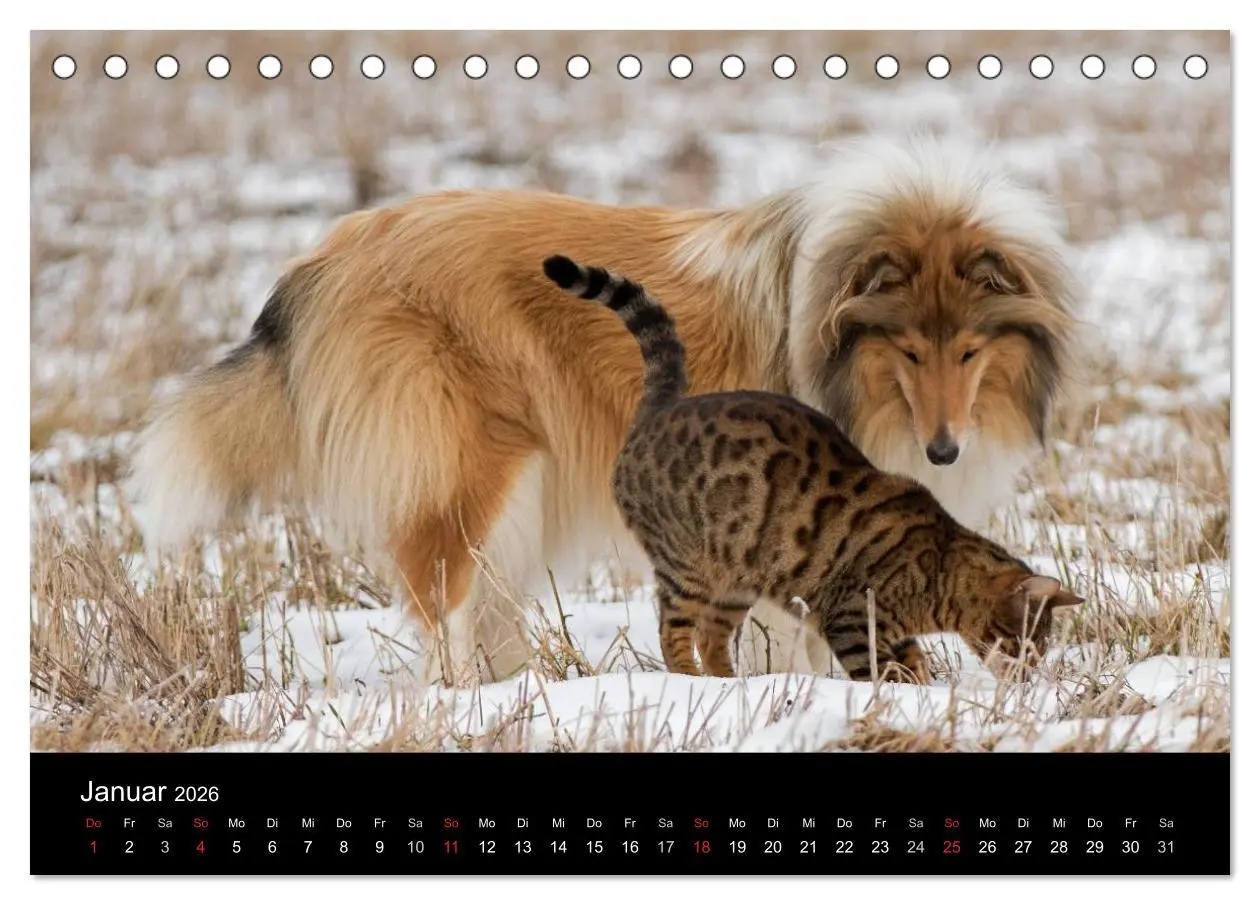 Bild: 9783516001099 | Ziva und ihre Freunde (Tischkalender 2026 DIN A5 quer), CALVENDO...